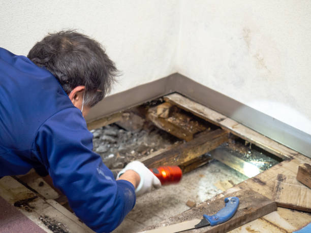 Best Kitchen Mold Remediation in Montgomery, OH