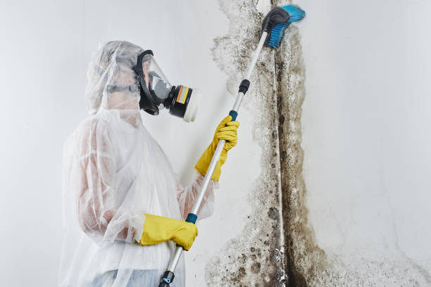 Best Residential Mold Remediation in Montgomery, OH