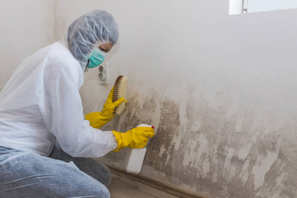 Best Basement Mold Remediation in Montgomery, OH