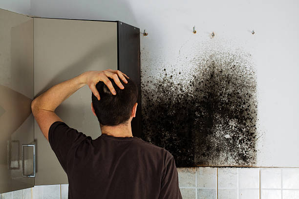 Best Residential Mold Remediation in Montgomery, OH